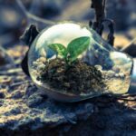 plant growing inside the light bulb