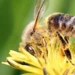 crop-antibiotic-dulls-bumblebee-foraging-skills