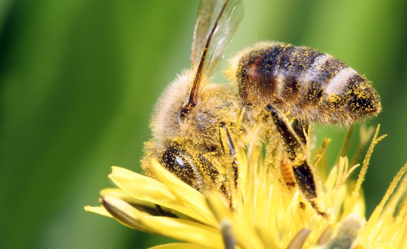 crop-antibiotic-dulls-bumblebee-foraging-skills