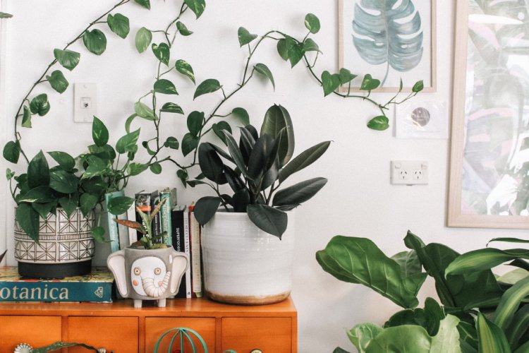 top-plants-for-cleaning-indoor-air