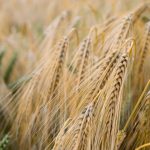 croplife-asia-echoes-fao-call-to-transform-our-food-systems