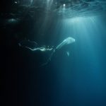 whale-shark-encounters-at-raffles-maldives-meradhoo