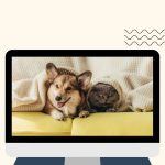 pet-food-startup-dogsee-aims-to-be-a-rs-500-cr-brand-in-the-next-3-years