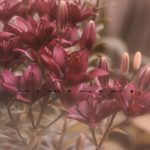 ferns-n-petals-raises-$27m-from-lighthouse