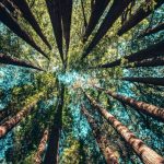 association-of-international-certified-professional-accountants-welcomes-new-international-sustainability-standards-board