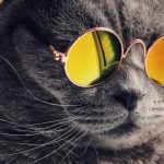 chimp&z-inc-presents-social-animal-awards