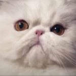 reprise-&-tnb-keep-the-‘epik-fantastik’-raya-spirit-alive-in-the-new-normal