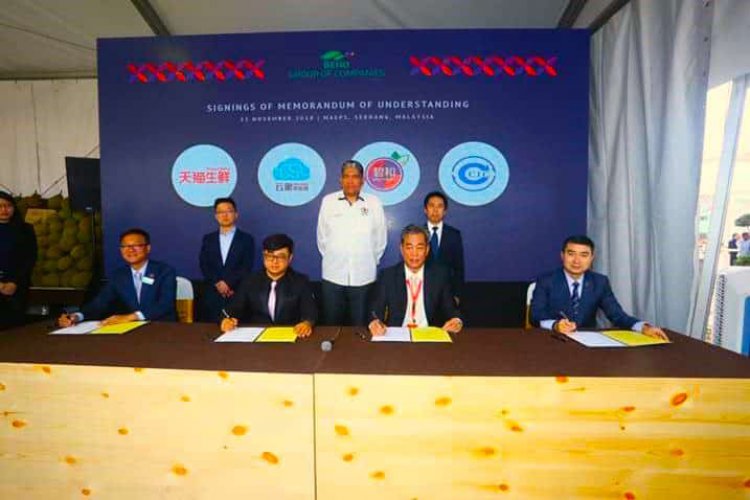 alibaba-group-helps-malaysia-export-durians-to-china