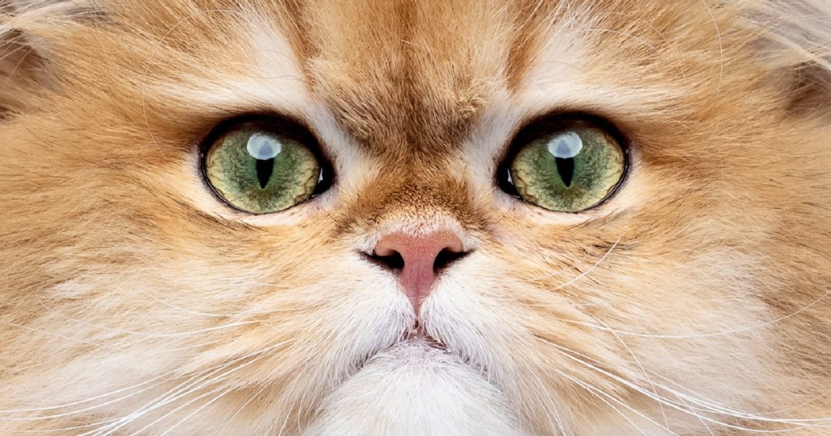 pet-insurance-brand-highlights-the-beneficial-pet-and-human-symbiosis