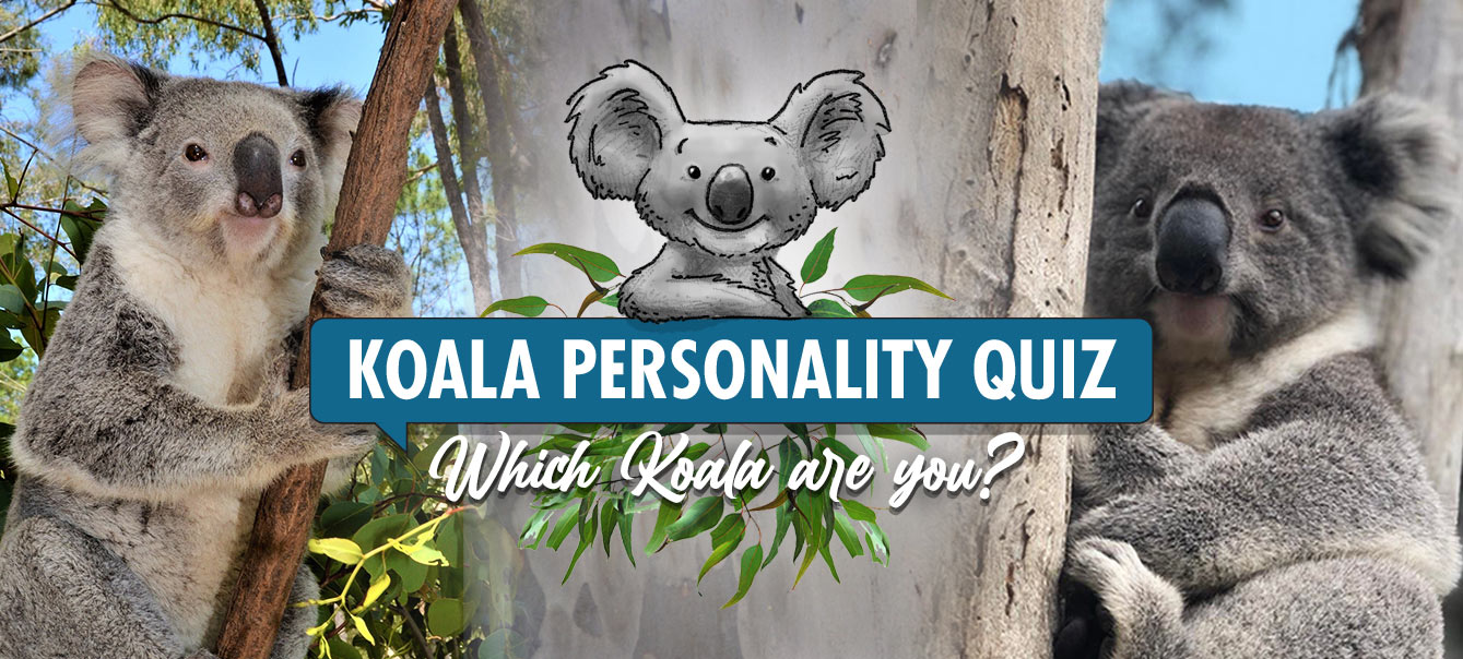 Discover Your Perfect Koala Match With AKF's Updated Personality Quiz