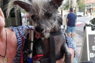 Scooter - World ugliest dog