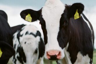 South Korea's Dairy Industry Grapples with Impending Price Increases