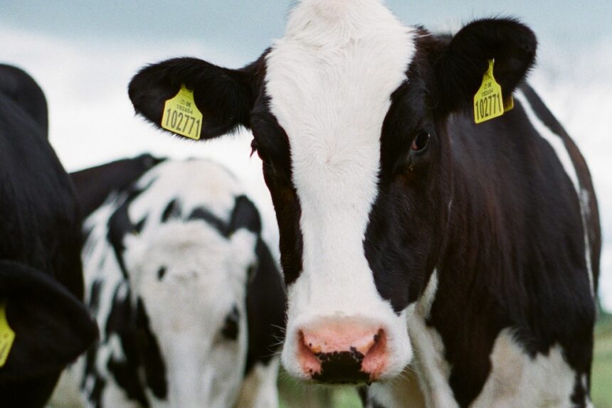 South Korea's Dairy Industry Grapples with Impending Price Increases