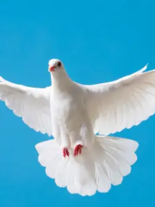 2023 Audubon Photography Awards