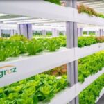 Revolutionizing Urban Agriculture Malaysia's Agroz Unveils City-Center EduFarm