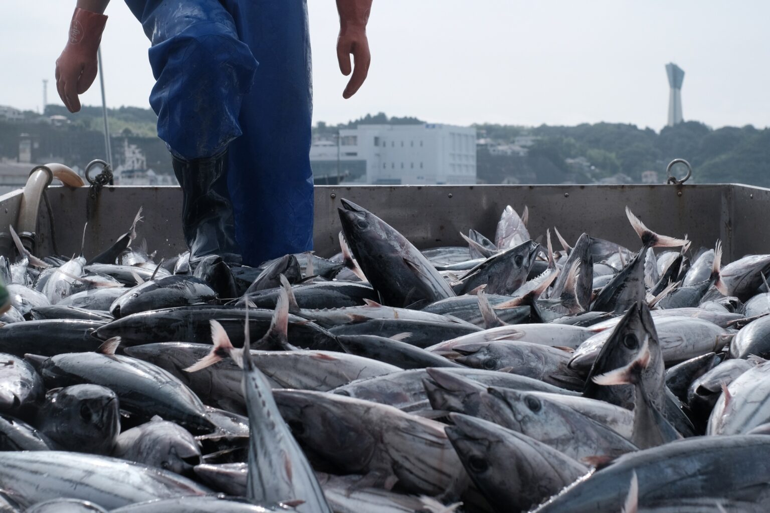 Seafood-Crisis-Looms-in-Hong-Kong-The-Fukushima-Ripple-Effect