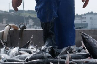 Seafood-Crisis-Looms-in-Hong-Kong-The-Fukushima-Ripple-Effect
