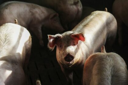 Vietnam Paves the Way in Global Swine Fever Vaccination: Impact on the Pork Market