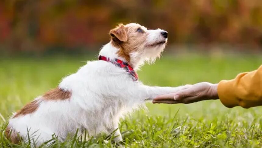 Zurich Malaysia and Oyen