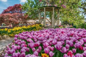 Explore Tulip Time 2024 Southern Highlands' Ultimate Spring Festival for Family Fun and Adventure (1)