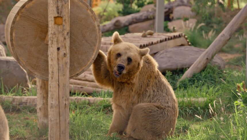 "Superstars of Vantara"