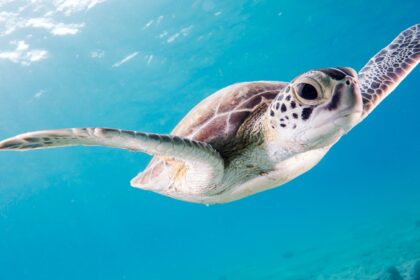 close up photography of brown sea turtle